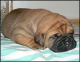 Puppies 1-3 weeks - Pennut 1-3 viikkoa